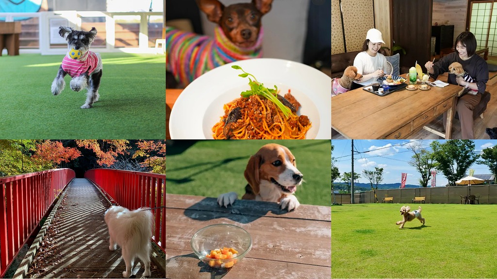 【豊田】おすすめのドッグカフェ6選！ドッグランやワンちゃん用メニューのあるお店も◎