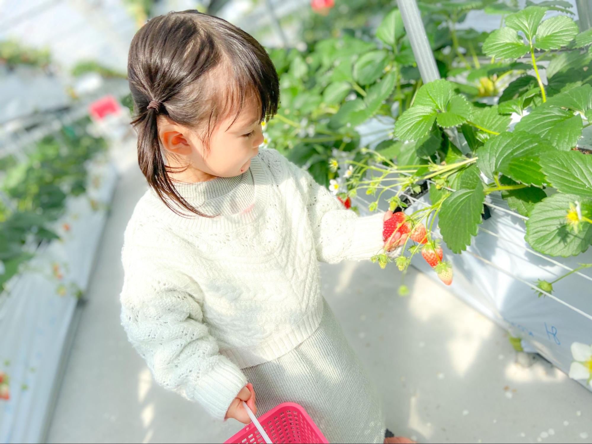 【豊田】ストロベリーパークみふねで、親子でいちご狩りを楽しもう！