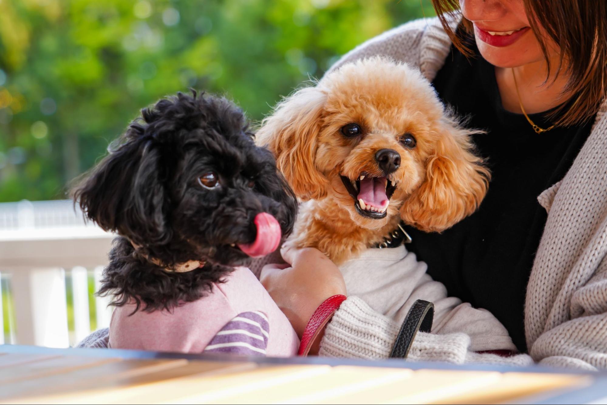 【みよし】ワンちゃんOK！本格ハワイアン料理が楽しめる「OHANA Cafe（オハナカフェ）」