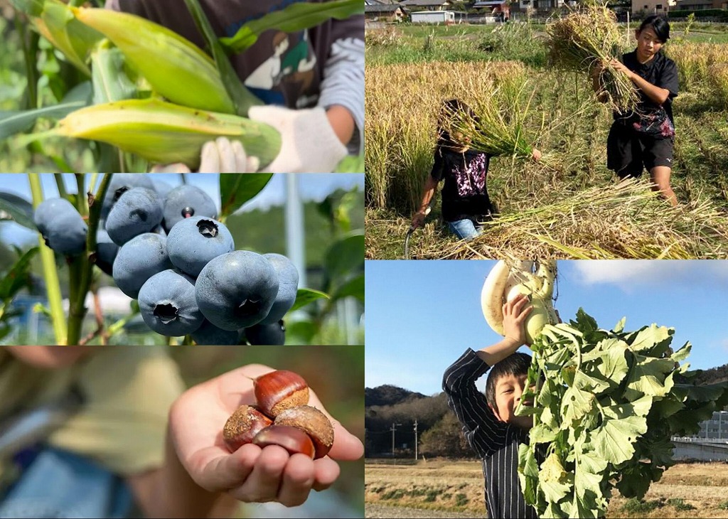 旬をまるごと収穫体験！豊田の果物・野菜狩りスポット5選