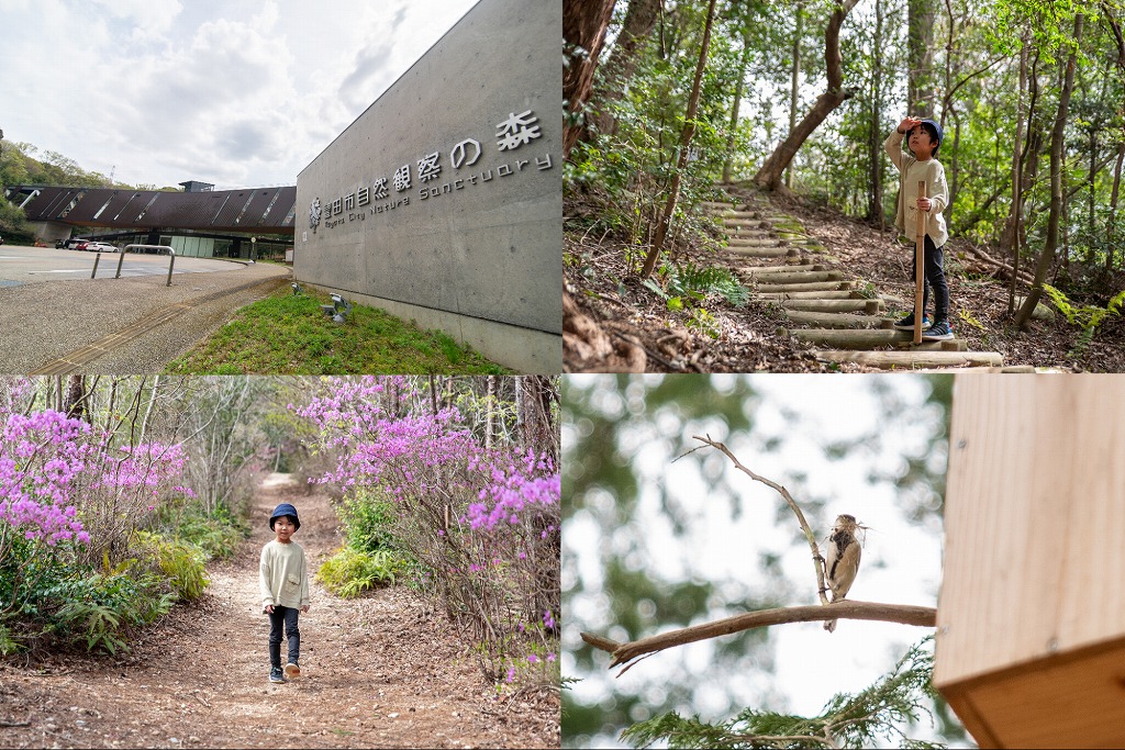 【豊田】ムササビに出会えるかも!?緑豊かな自然に癒される「豊田市自然観察の森」