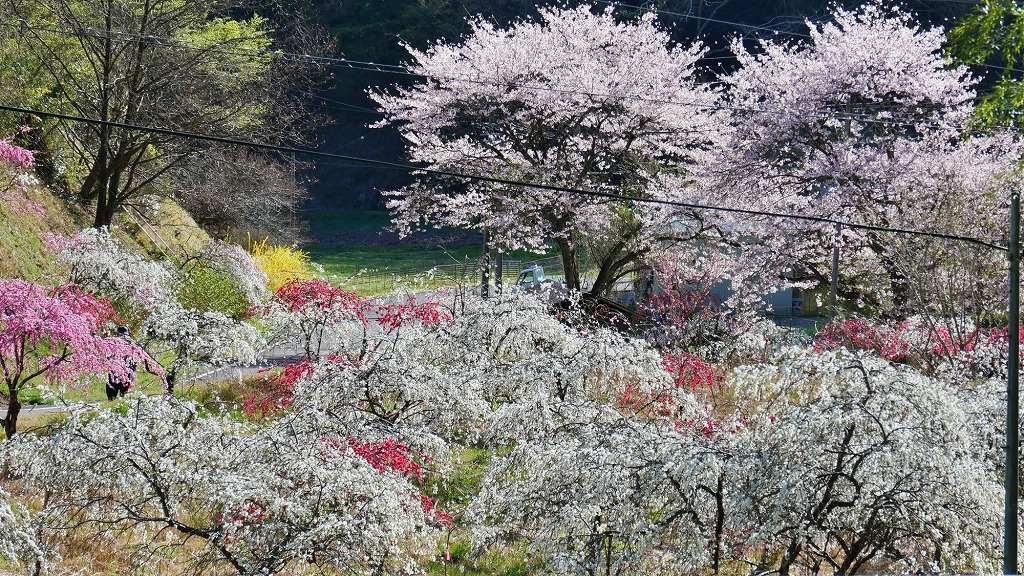 【豊田市】上中のしだれ桃を見に行こう!色とりどりの花が織りなす大自然の芸術