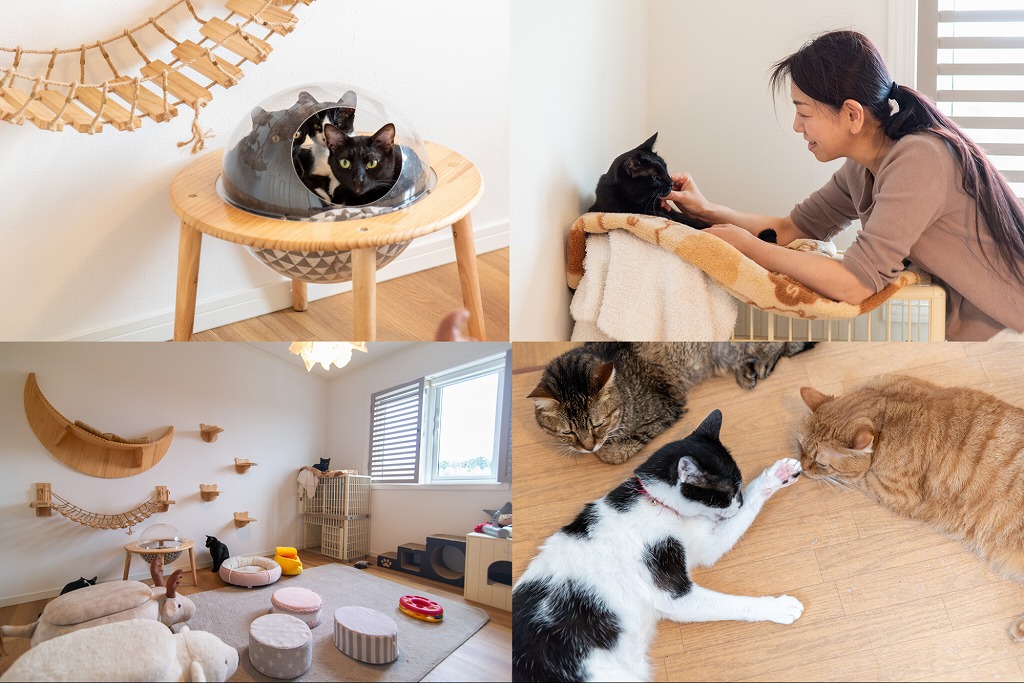 【豊田】愛嬌たっぷりな猫たちとゆったりと触れ合える「NEKOTAMA-minimum（ねこたま ミニマム）」