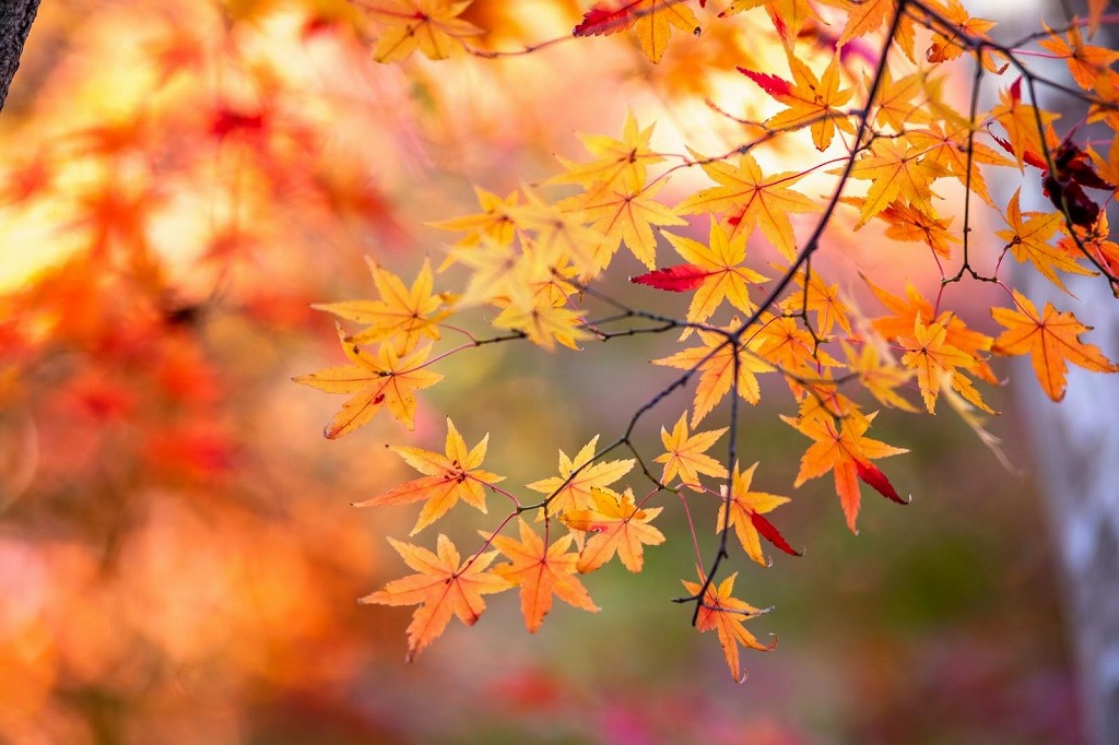 【豊田&長久手エリア】おすすめ紅葉スポット8選