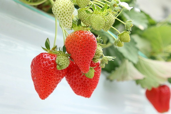 豊田から行けるいちご狩りスポット 6選