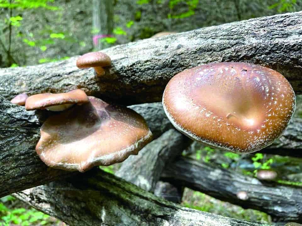 養殖された新鮮なきのこを栽培している「きのこの森」