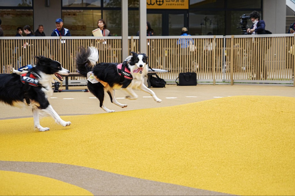 OKAZAKI ドッグラン MARKET