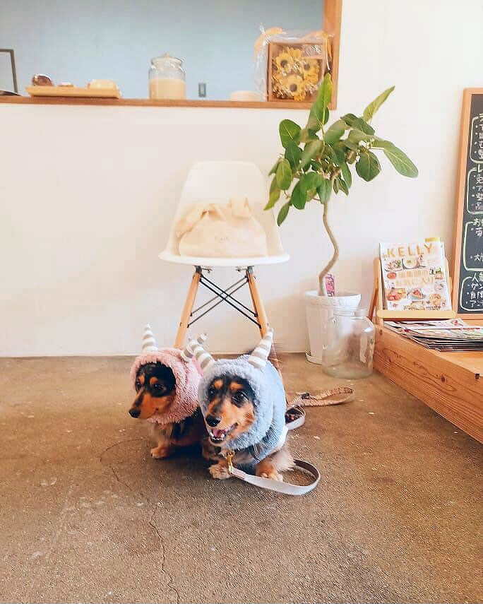 わんちゃんと一緒に過ごせるスペースや、お子さんが遊べるスペースも用意されています。