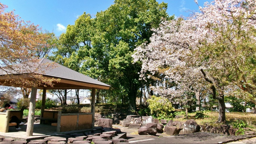 日本庭園の東屋と桜