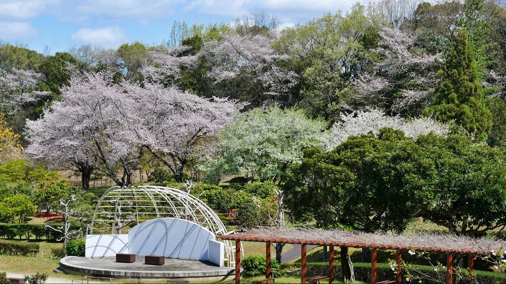 バラ園のステージの背景には一面に桜の花が広がります