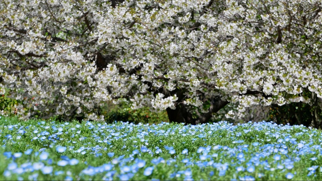 ネモフィラ畑と桜